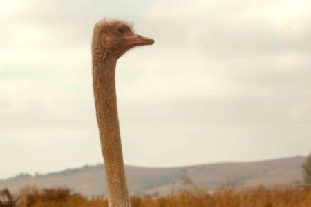 wildlife photography of gray ostrich