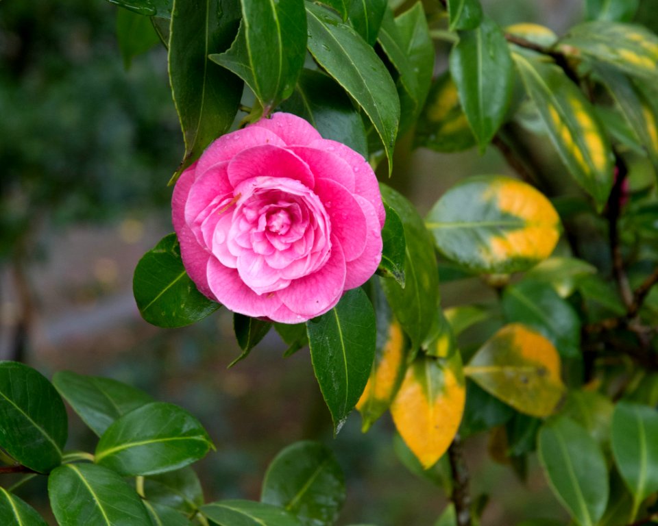 Valena, Portugal, Flower