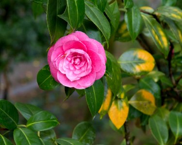 Valena, Portugal, Flower photo