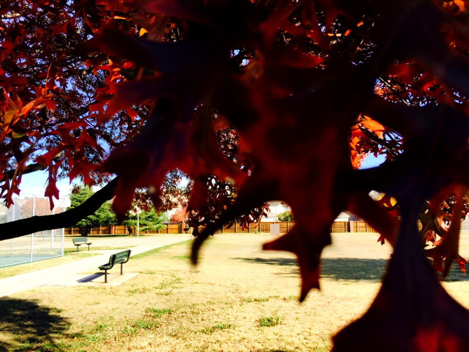 Dallas, United states, Trees