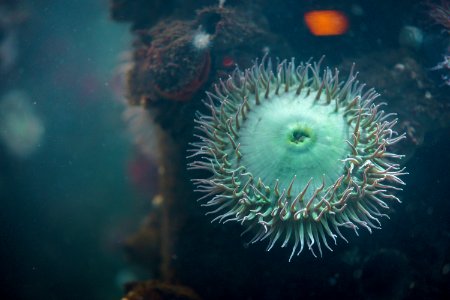 Monterey bay aquarium, Monterey, United states