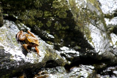 India, Masinagudi, Frog
