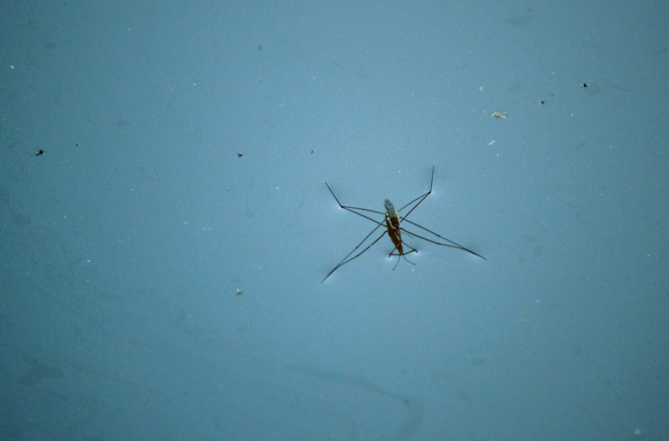 brown and black insect on blue surface