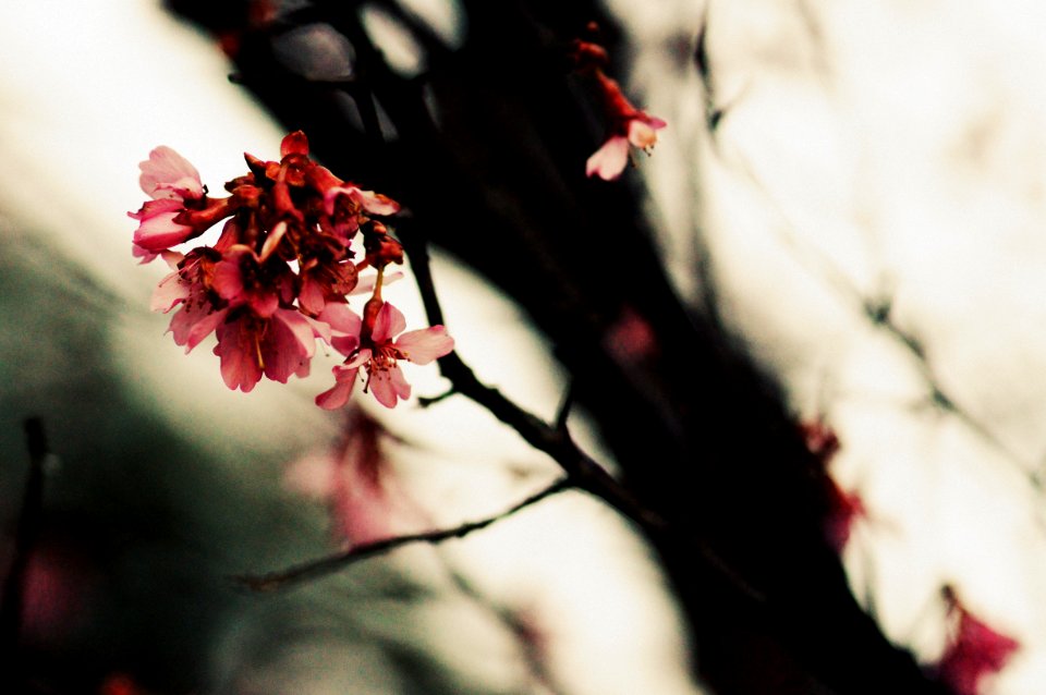 Floral, Flora, Nature