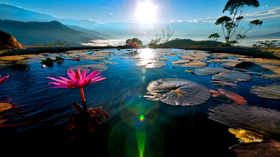 Ecuador, Pinas, Flores photo