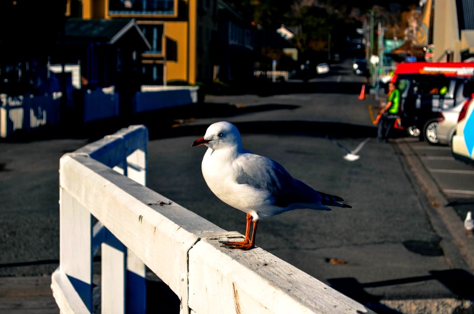 Akaroa, New Zealand, Close up