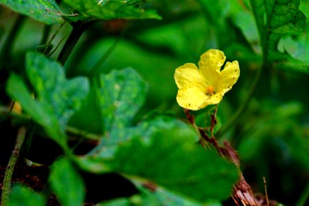 Pollachi, India, Flower