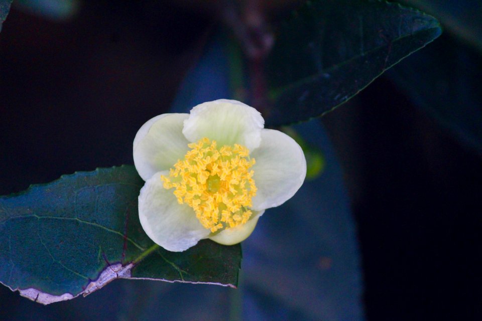 India, Valparai, Tamilnadu