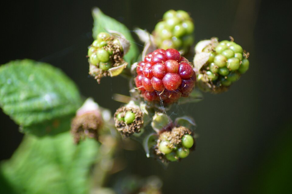 Fruit summer natural