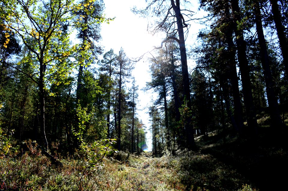 Inari, Finland, Arctic