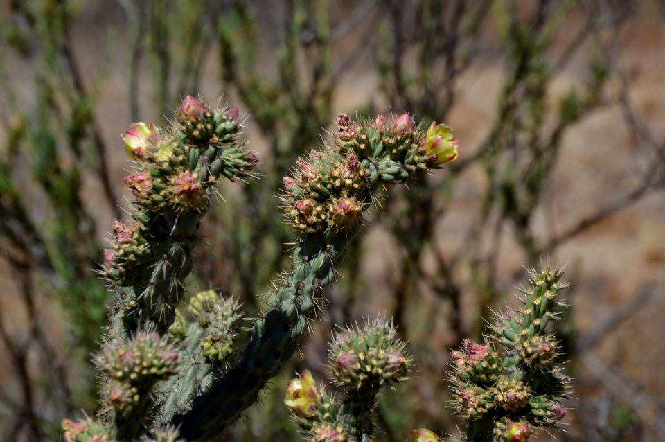 Menifee, United states, Flower