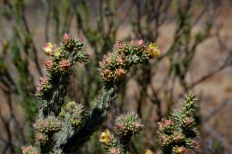 Menifee, United states, Flower