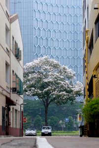 Singapore, Blossom, Building photo