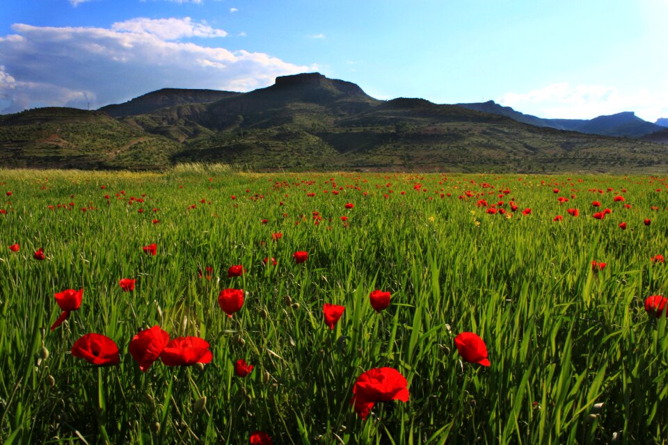 Mardin nature mountain