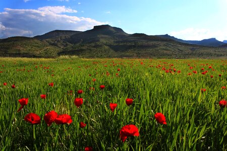 Mardin nature mountain