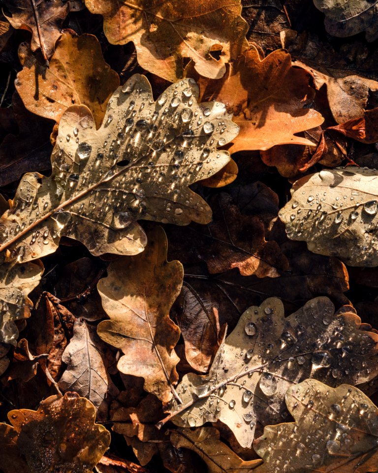Berlin, Germany, Leaf