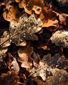 Berlin, Germany, Leaf