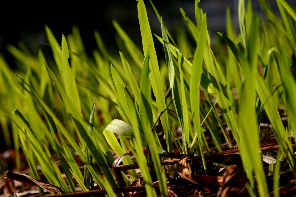 shallow focus photography of green plants