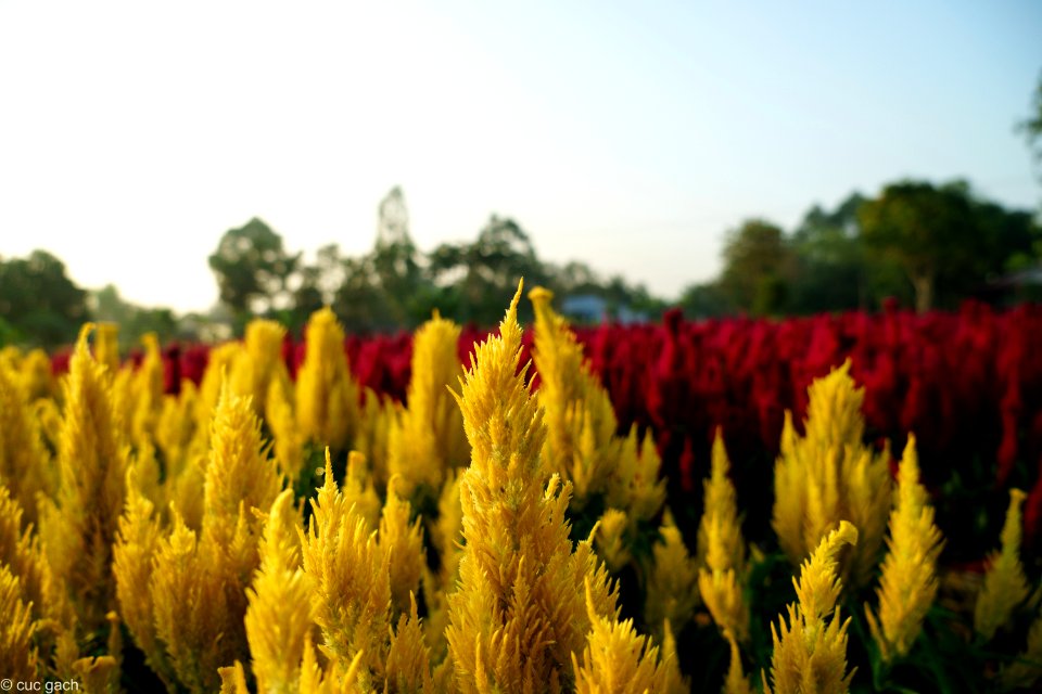 Vietnam, Tn quy ng, Tp sa c