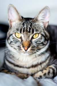 Rho, Italy, Cat