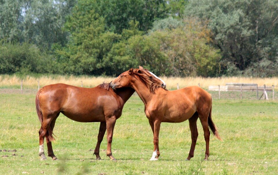 Equestrian animal love