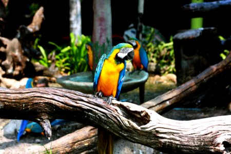blue and yellow macaw perching on wood photo