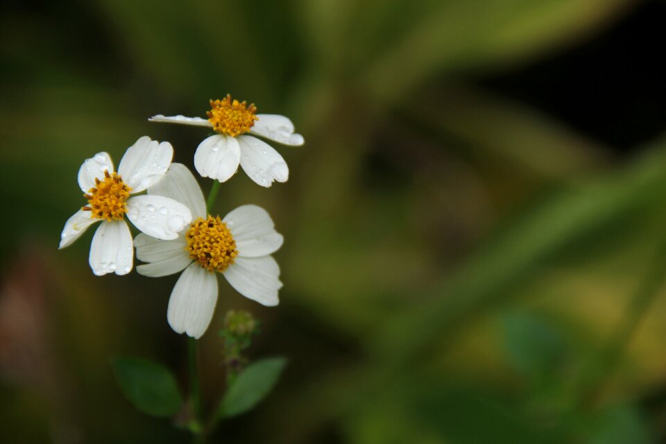 Wild flowers point small fresh