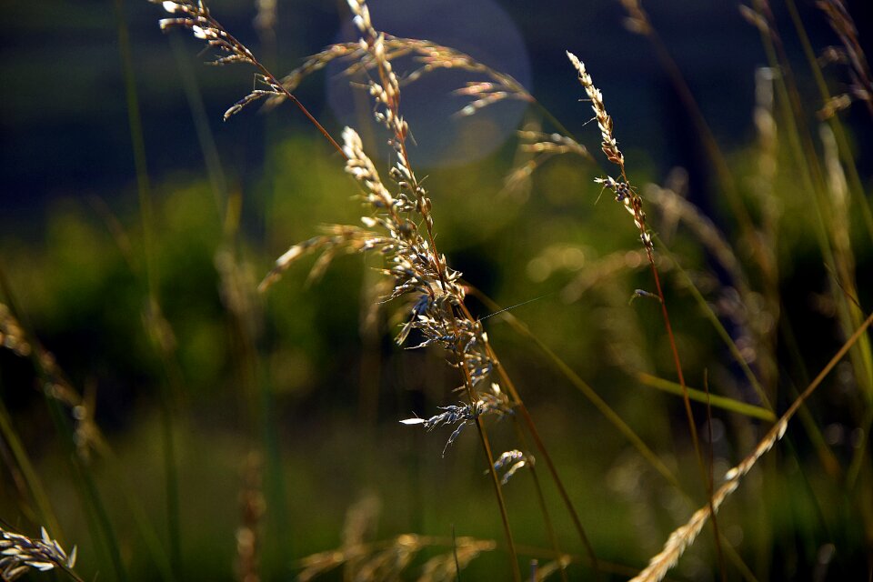 Green grass soil environment