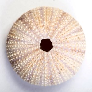 white and brown round textile photo