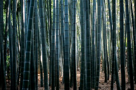 green bamboo tree during daytime photo