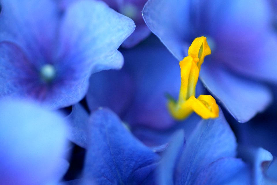 Yellow, Flower, Macro