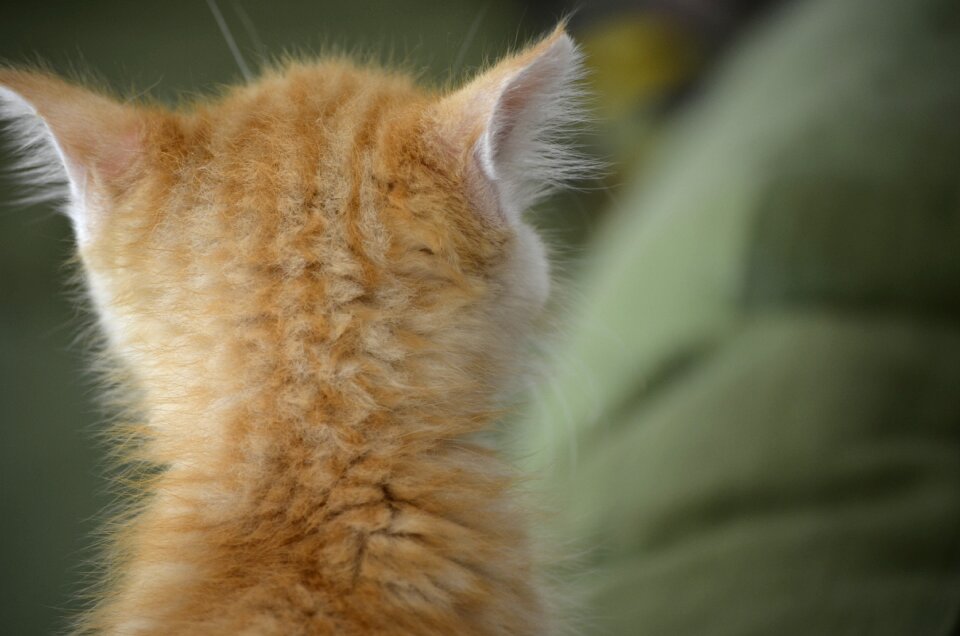 Ears animals nature