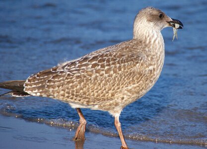 Young birds bird young animal
