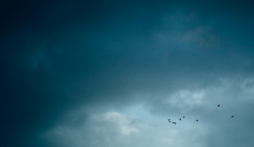 flock of bird flying during daytime photo