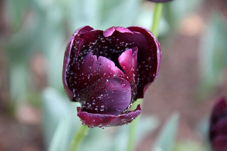 Tulip flower purple photo