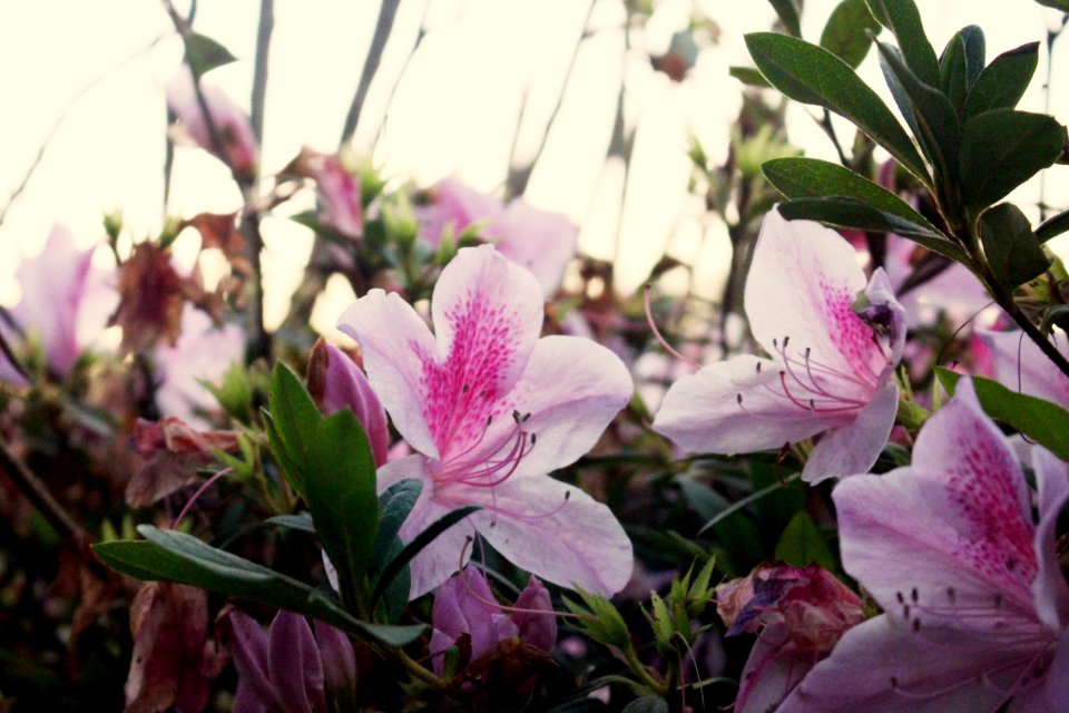 Close, Pink, Floral