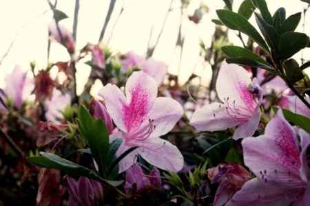 Close, Pink, Floral