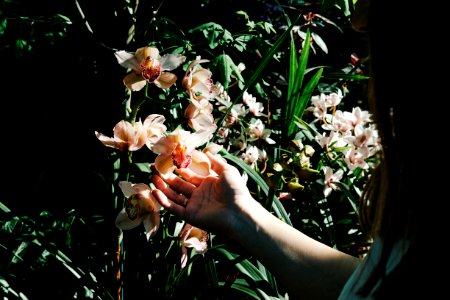 person holding white-petaled flower