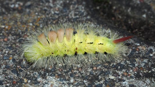 Insect hairy close up photo