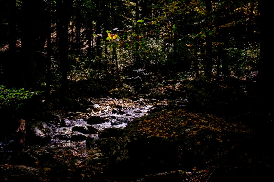 green trees on rocky ground during daytime