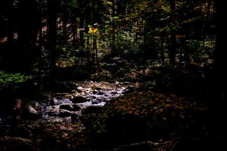 green trees on rocky ground during daytime photo