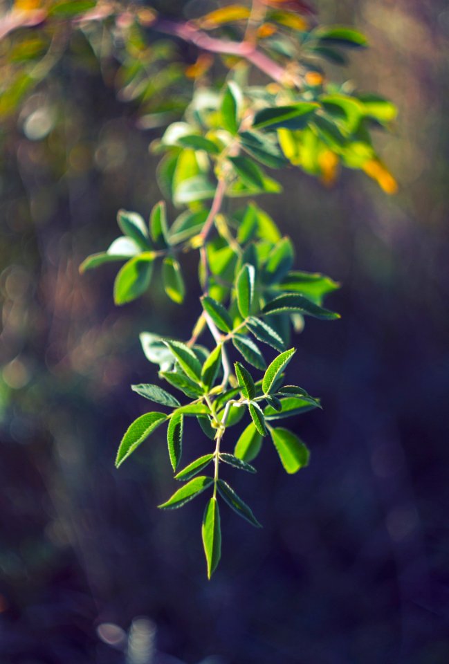 Branch