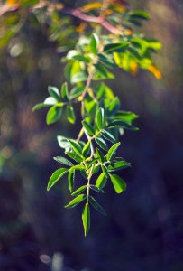 Branch