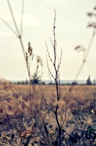 Field