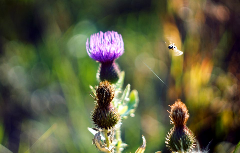 Insect, Flowers