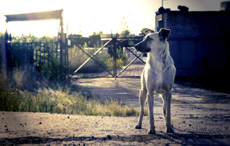 Dog