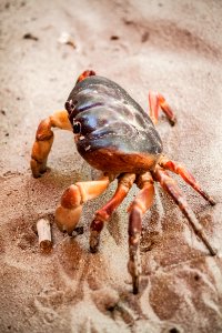 brown crab on gray sand photo