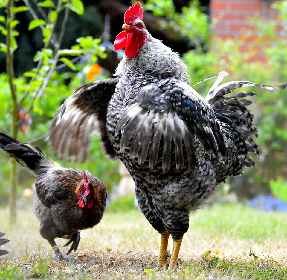Gockel poultry animal