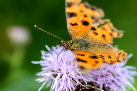 orange and black butterfly on flower photo