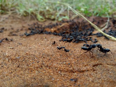 Ground, Insect, Ant photo